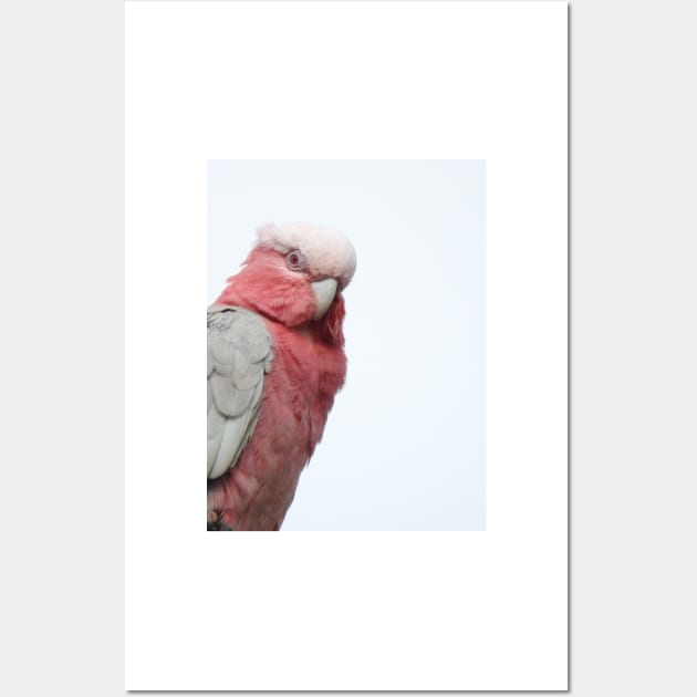 Galah Wall Art by kirstybush